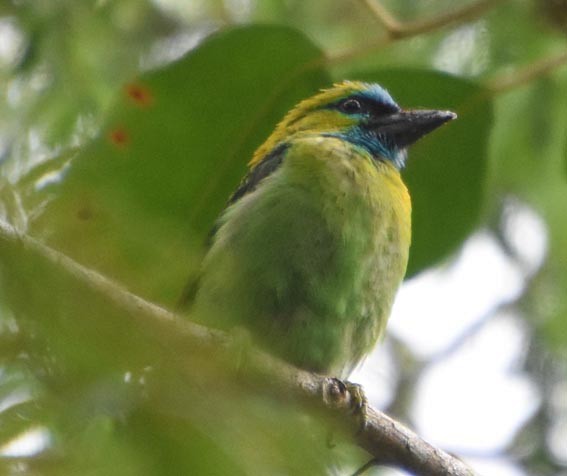 Golden-naped Barbet - ML640999231