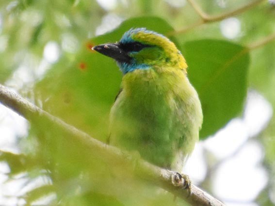 Golden-naped Barbet - ML640999238