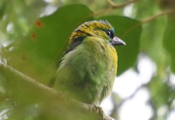 Golden-naped Barbet - ML640999245