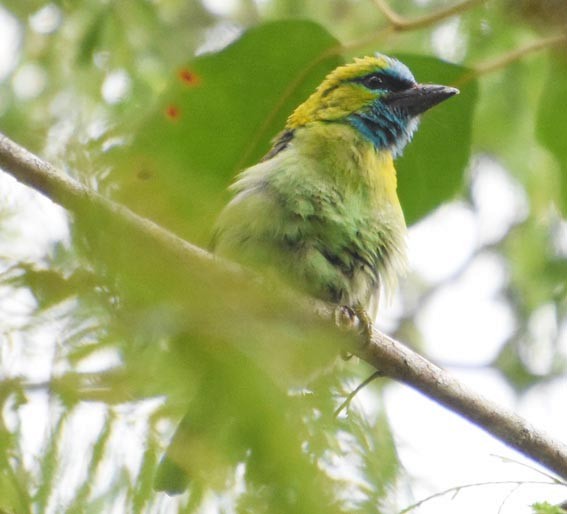 Golden-naped Barbet - ML640999254