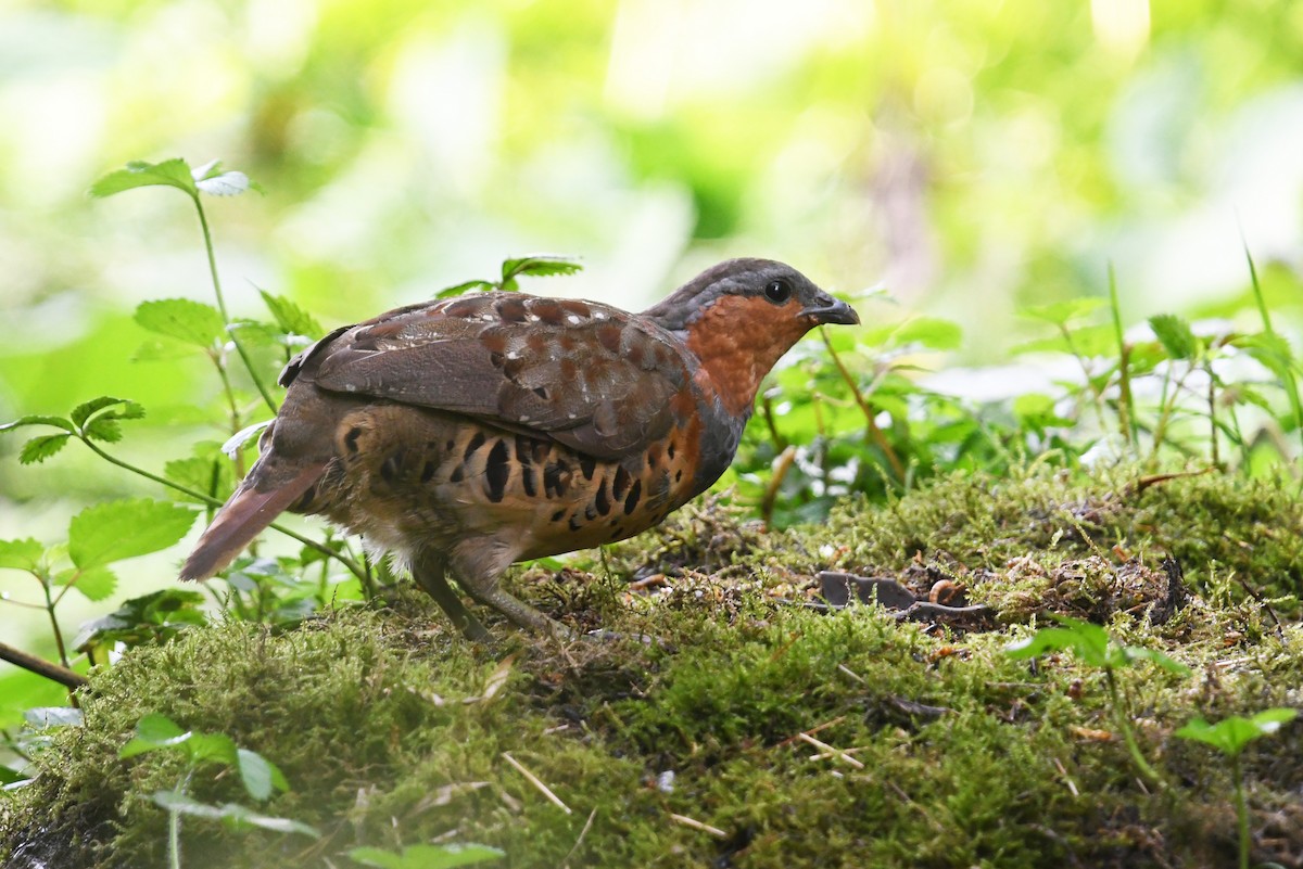 Chinese Bamboo-Partridge - ML640999260