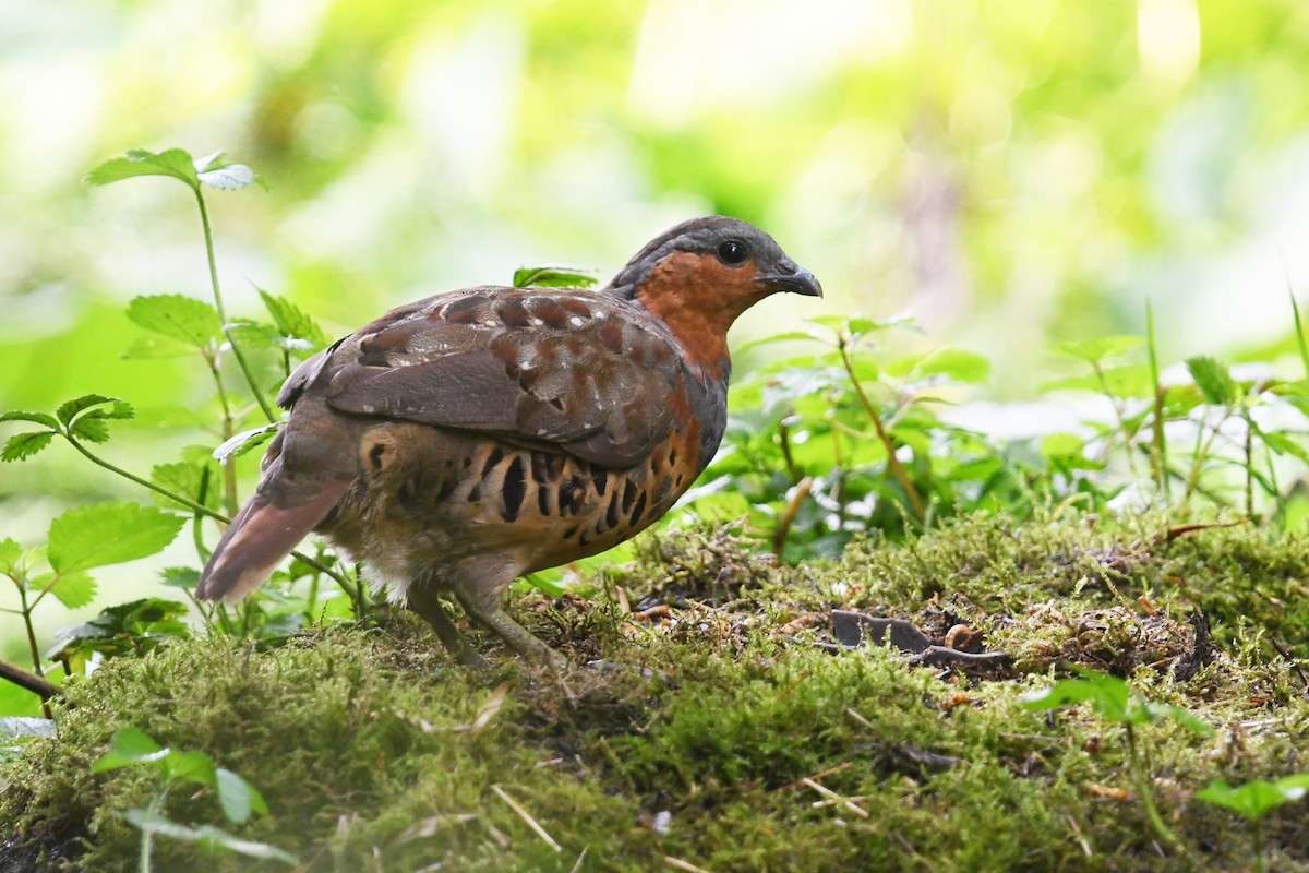 Chinese Bamboo-Partridge - ML640999262
