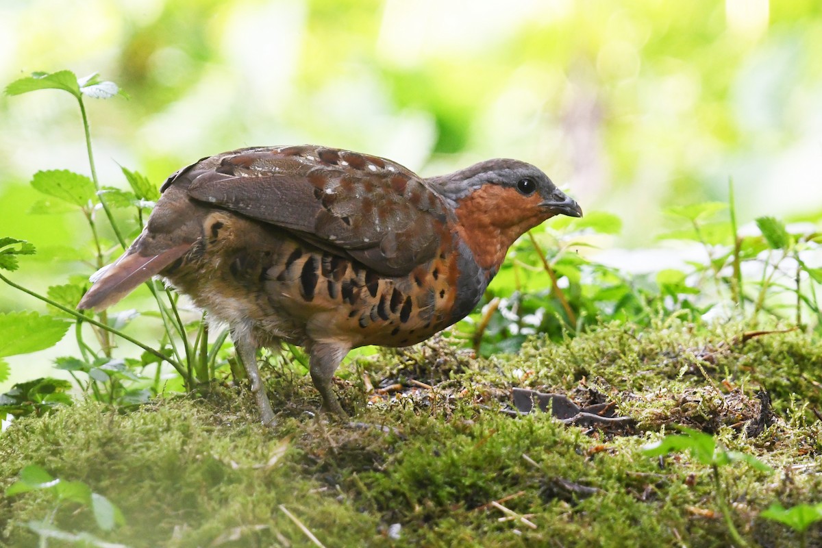 Chinese Bamboo-Partridge - ML640999265