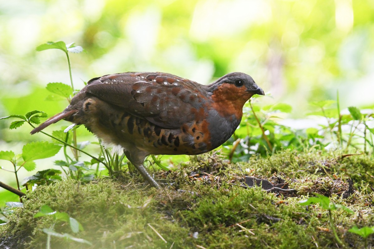 Chinese Bamboo-Partridge - ML640999268