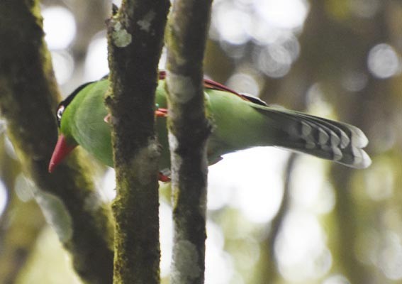 Bornean Green-Magpie - ML640999273