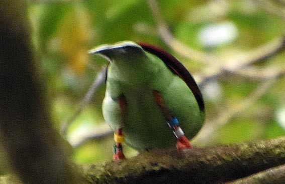 Bornean Green-Magpie - ML640999278