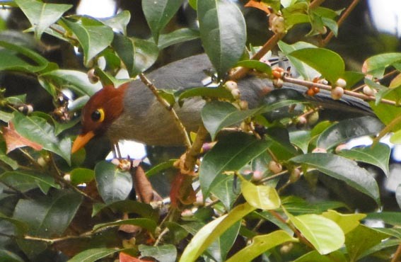 Chestnut-hooded Laughingthrush - ML640999291