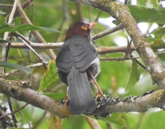 Chestnut-hooded Laughingthrush - ML640999302