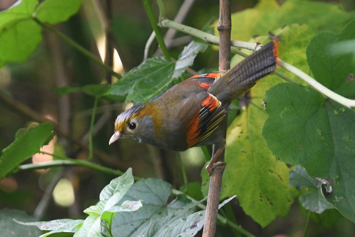 Emei Shan Liocichla - ML640999323