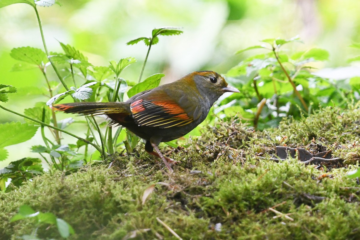 Emei Shan Liocichla - ML640999327