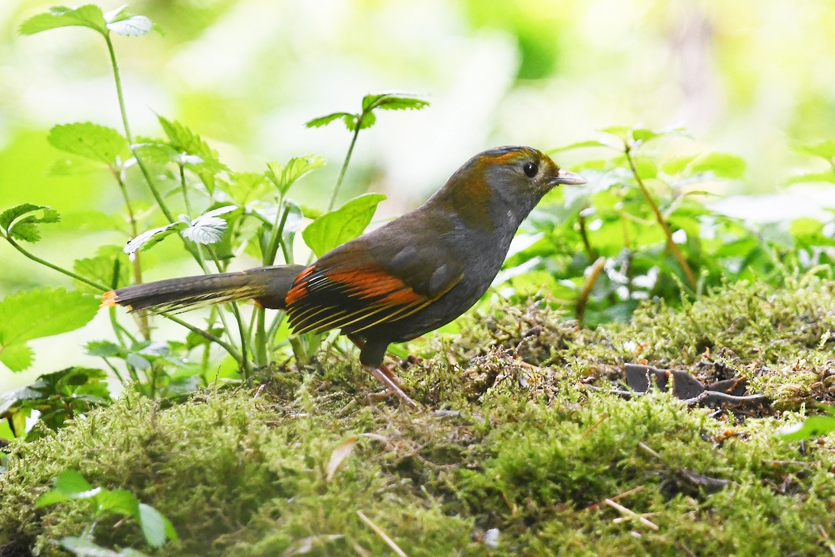 Emei Shan Liocichla - ML640999331
