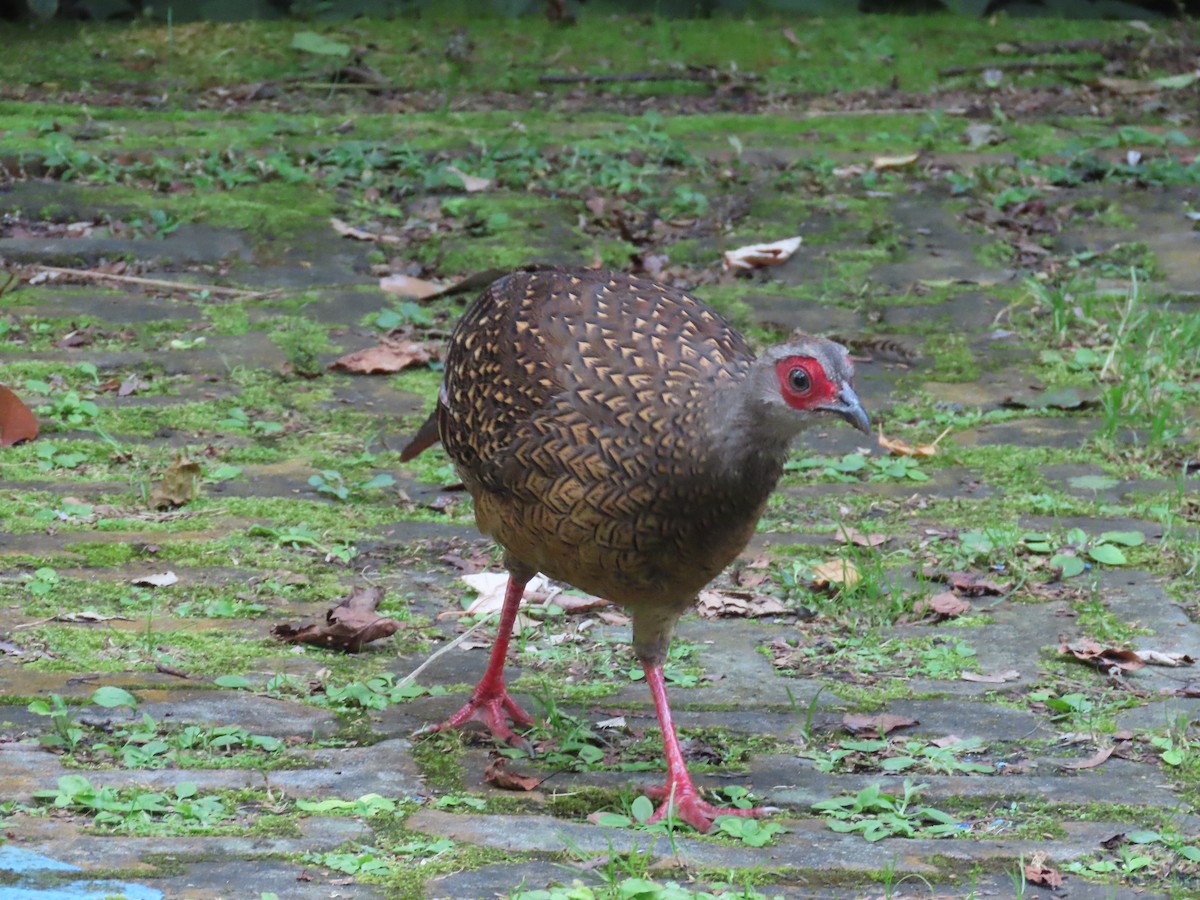 Swinhoe's Pheasant - ML640999372