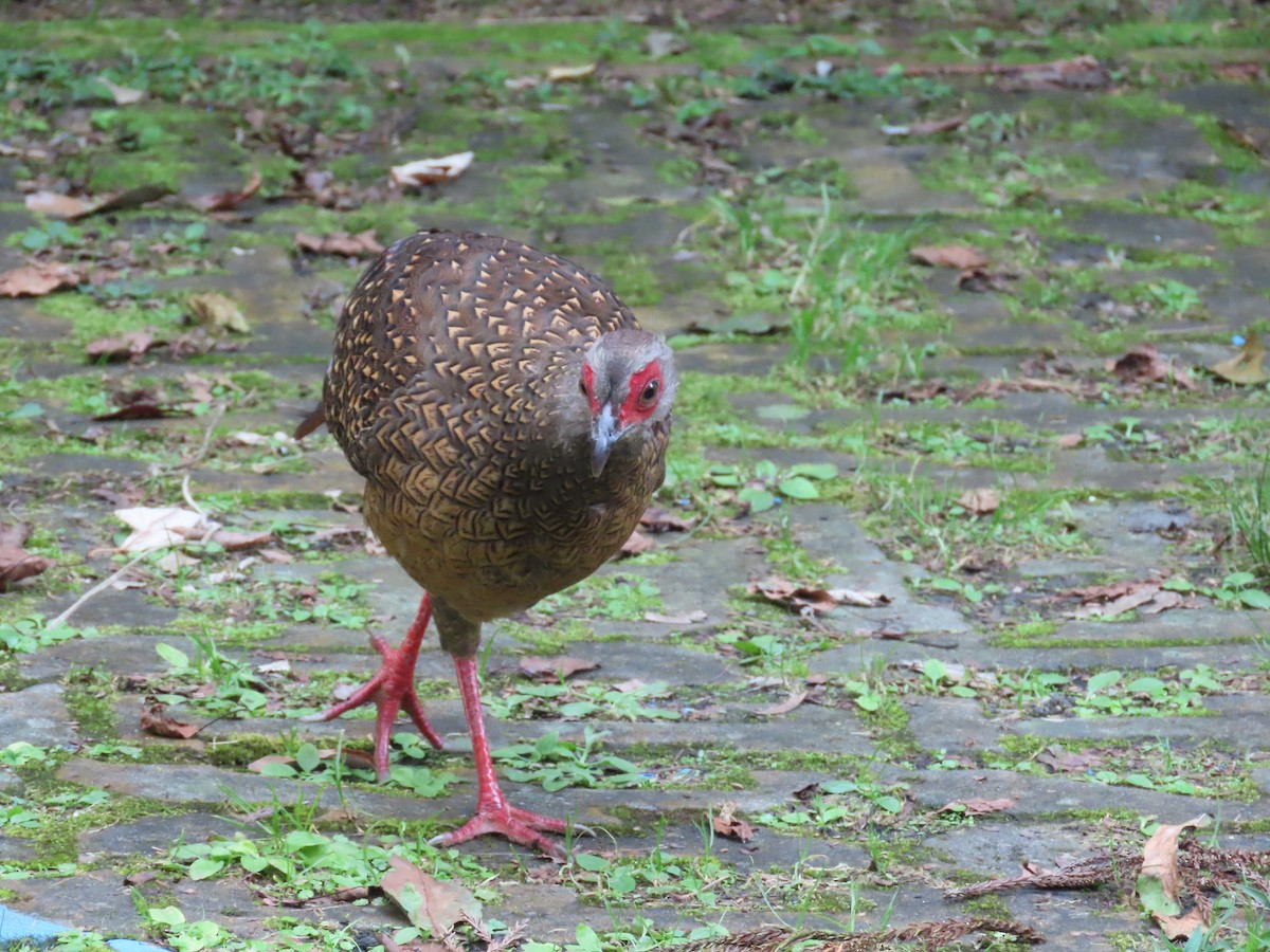 Swinhoe's Pheasant - ML640999373