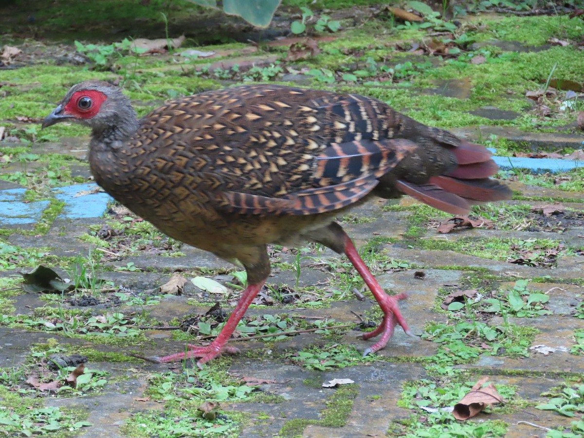 Swinhoe's Pheasant - ML640999374