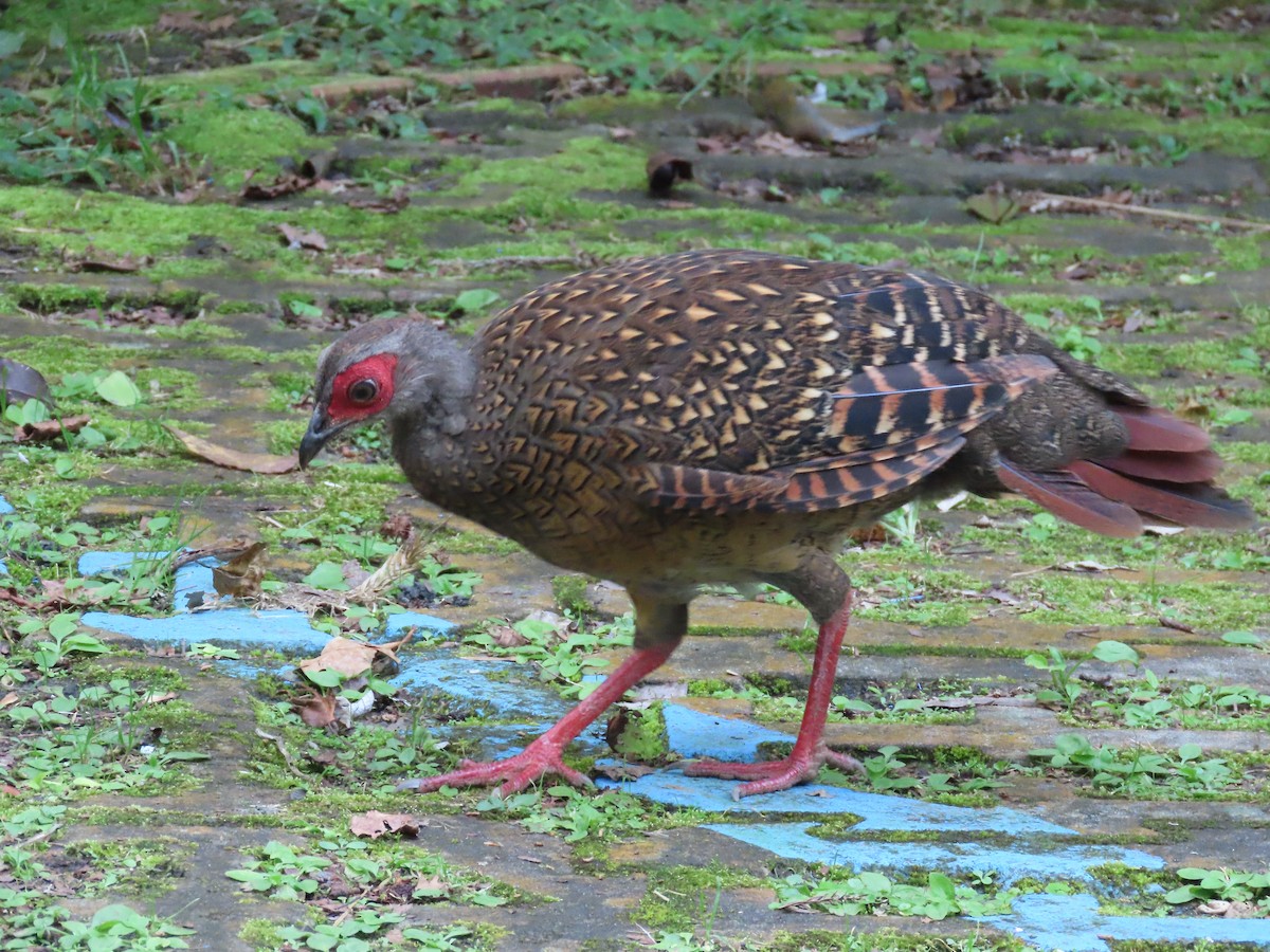 Swinhoe's Pheasant - ML640999375