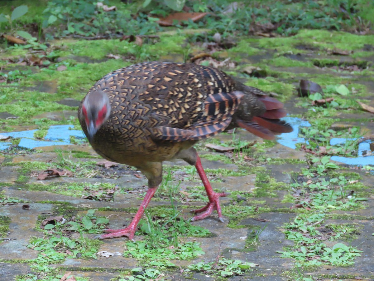 Swinhoe's Pheasant - ML640999376