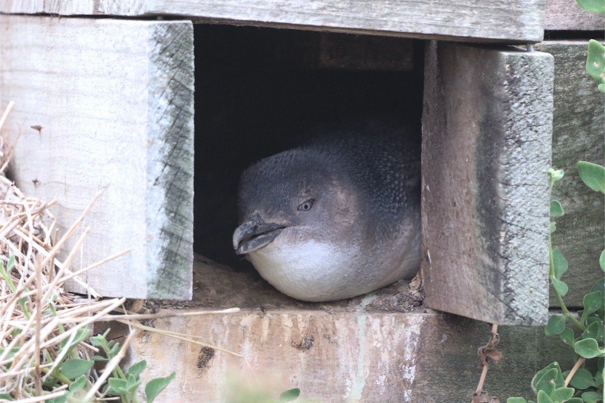 Little Penguin - ML640999377
