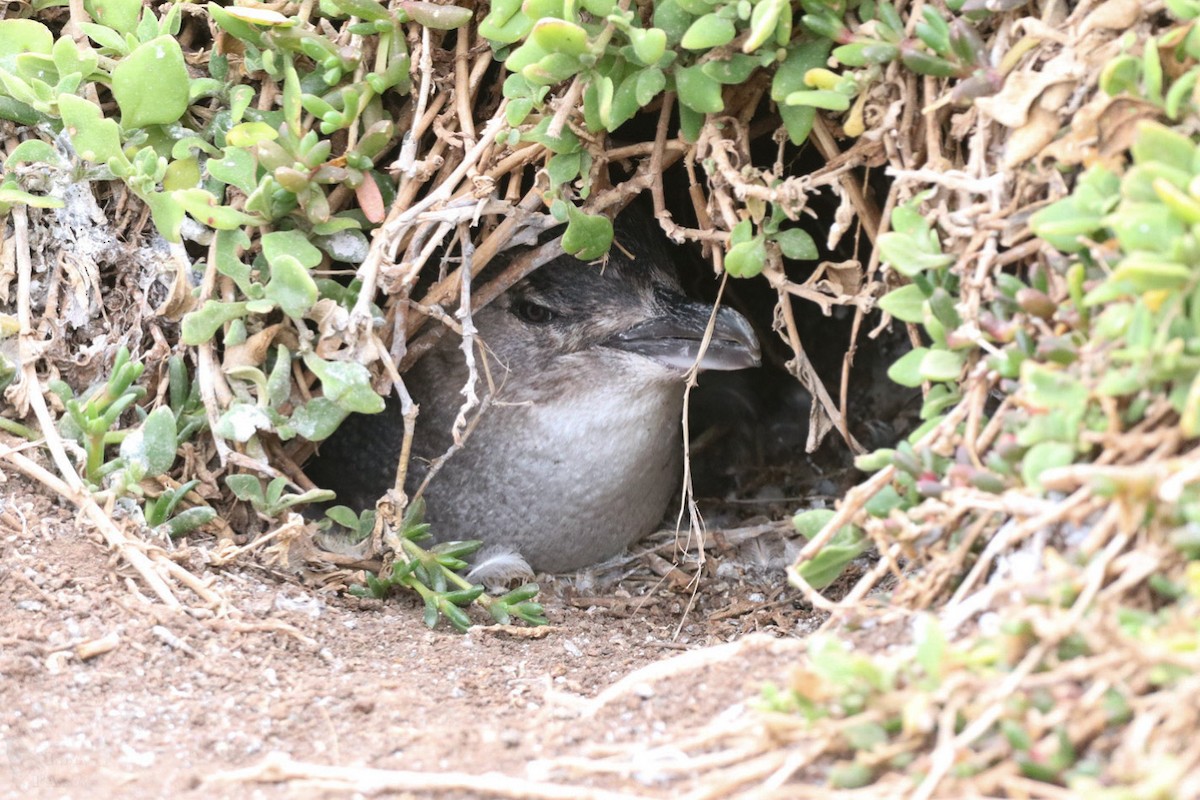 Little Penguin - ML640999378