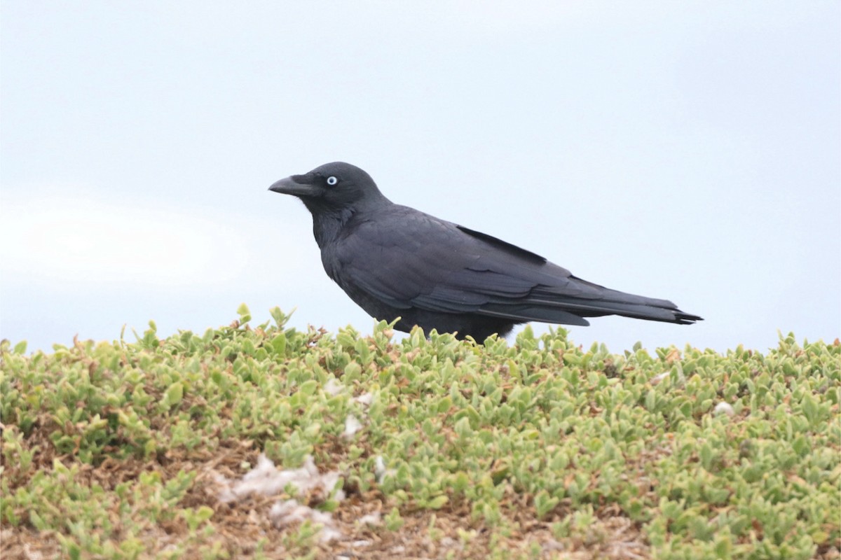 Little Raven - ML640999383