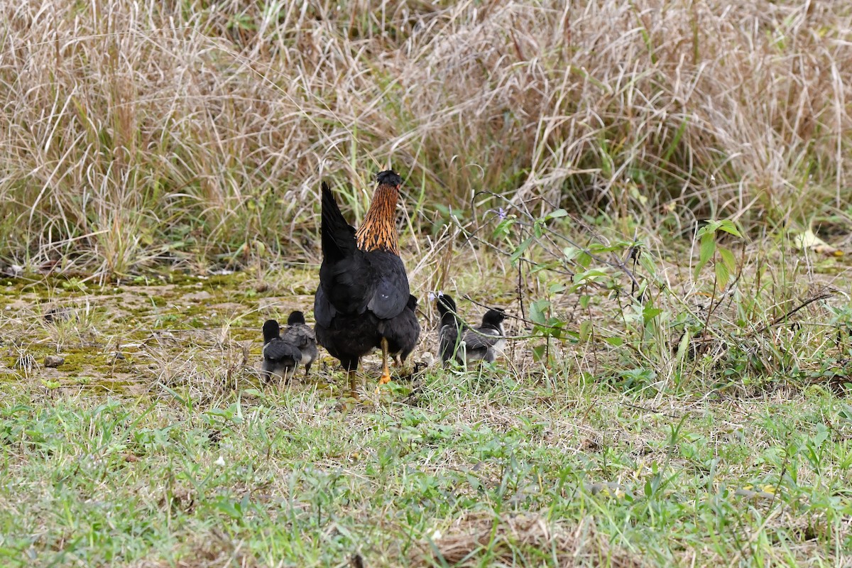 Red Junglefowl - ML640999446