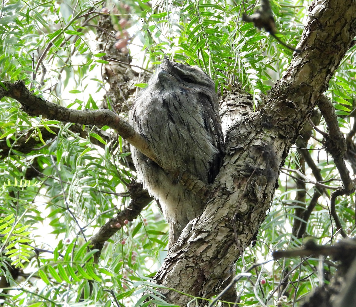 Tawny Frogmouth - ML640999496