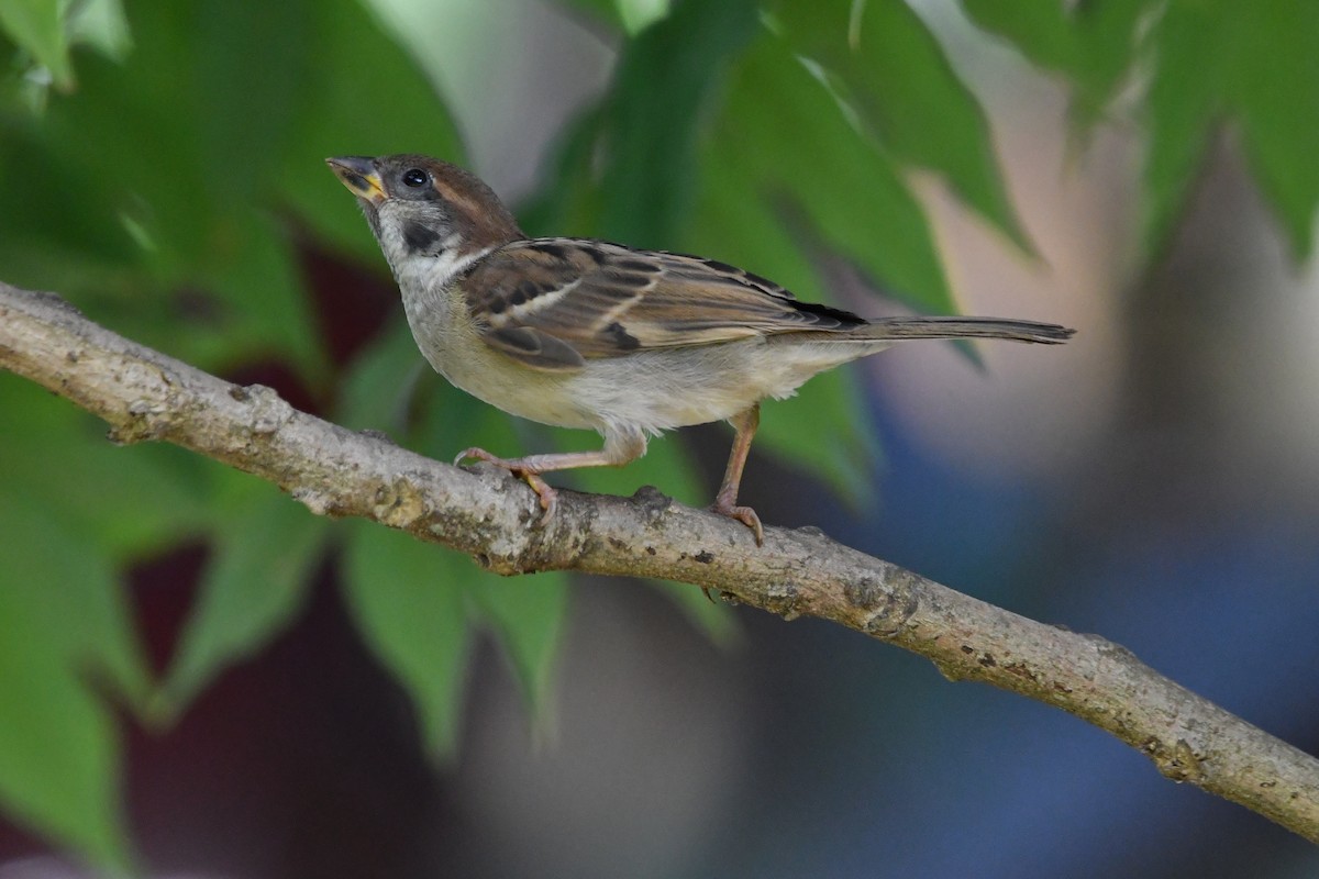 Eurasian Tree Sparrow - ML640999501