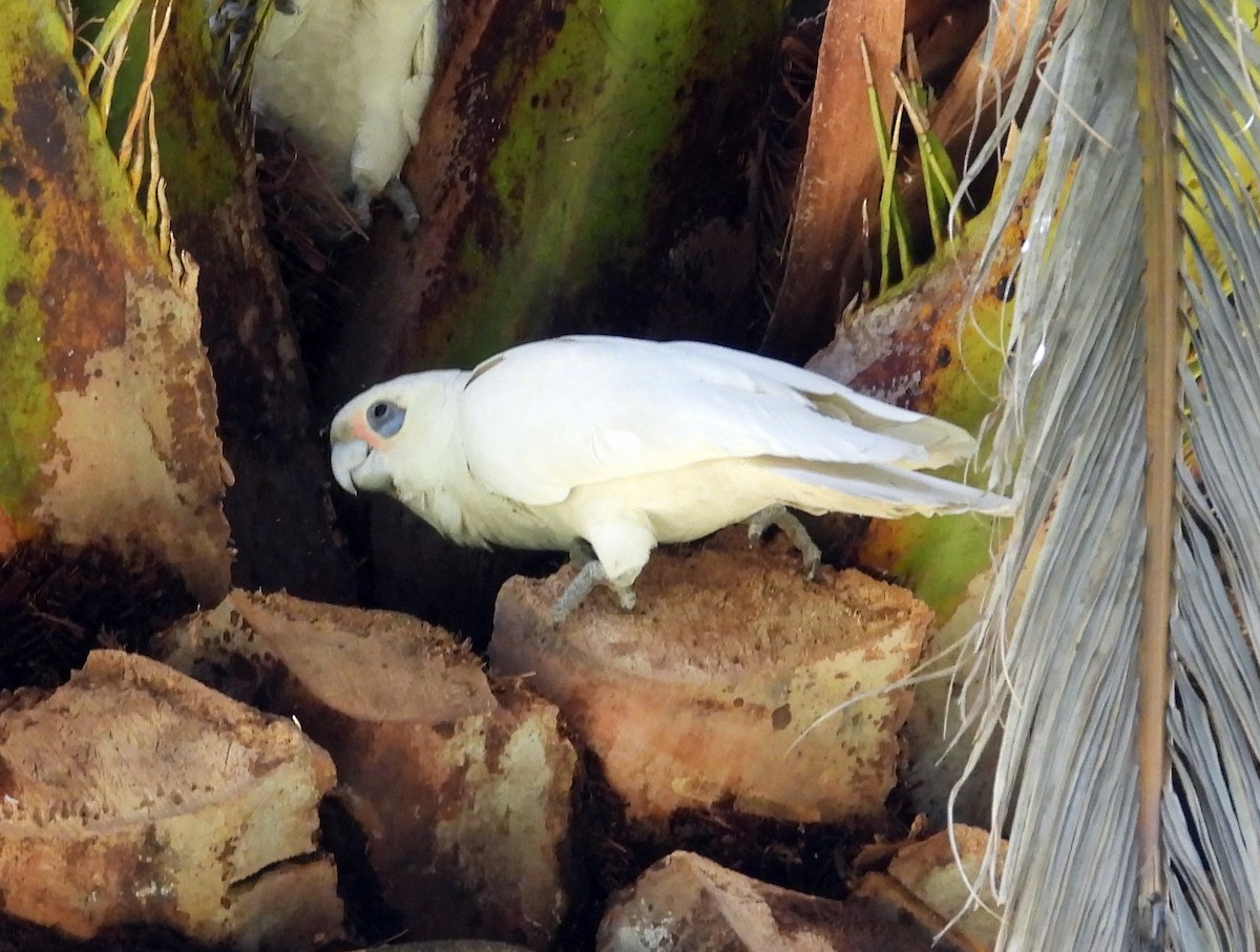 Little Corella - ML640999504