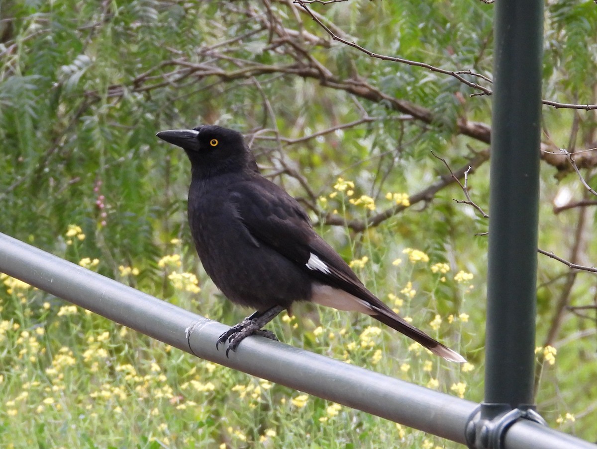 Pied Currawong - ML640999533