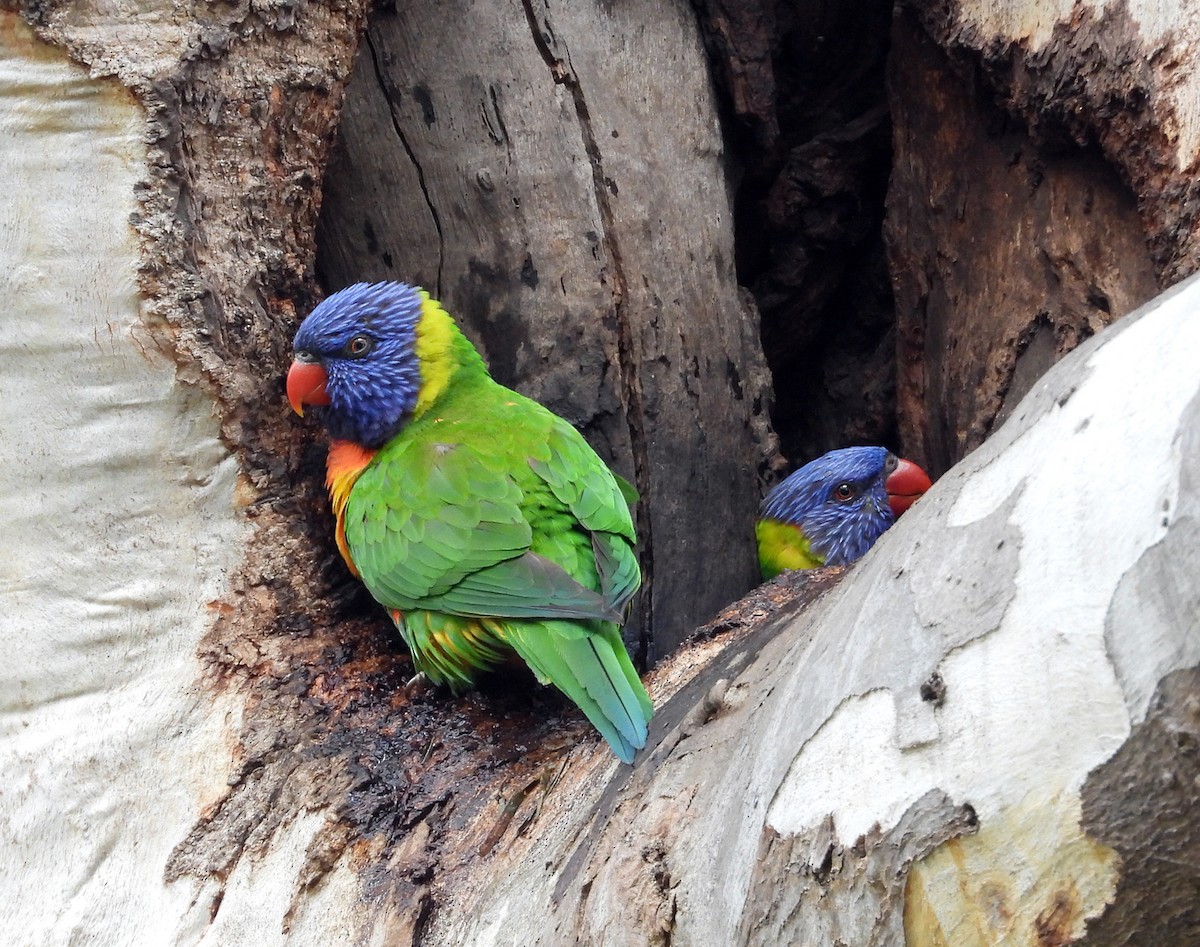 Rainbow Lorikeet - ML640999548