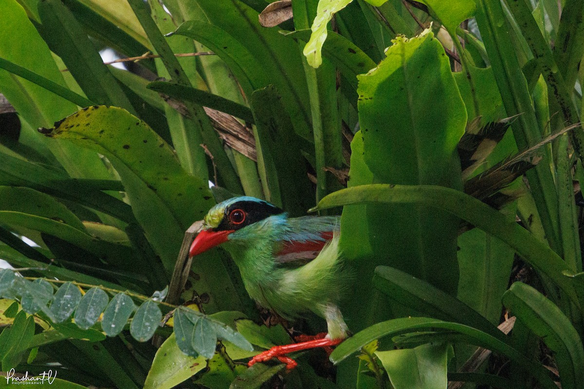 Common Green-Magpie - ML640999569