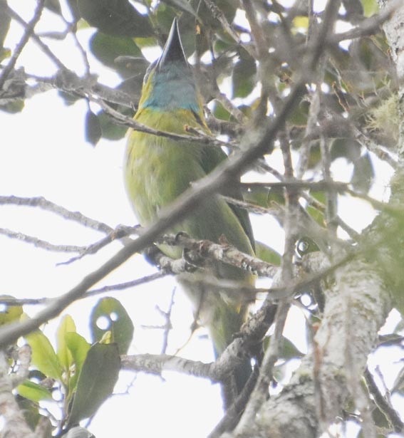 Golden-naped Barbet - ML640999582