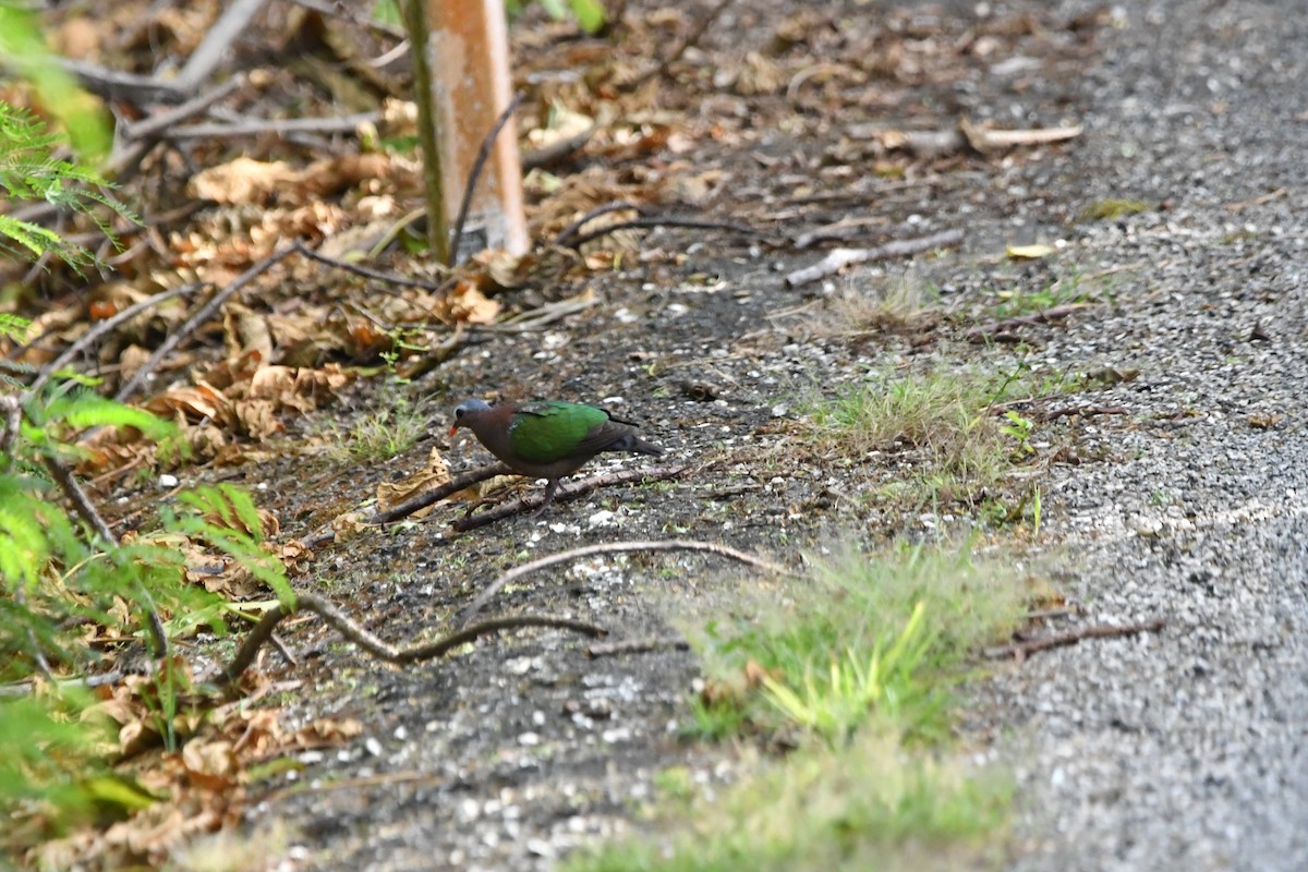 Asian Emerald Dove - ML640999615