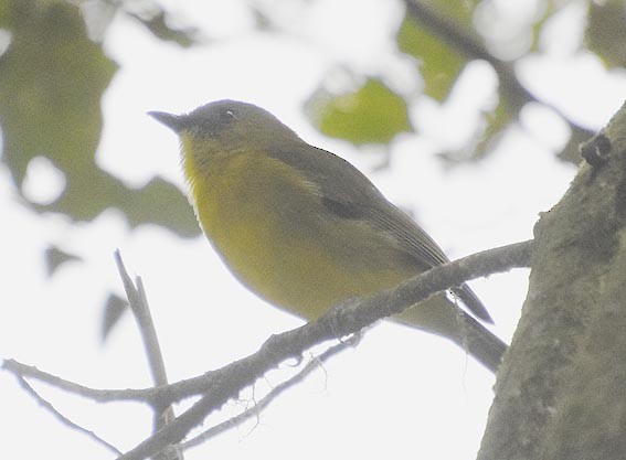 Bornean Whistler - ML640999628