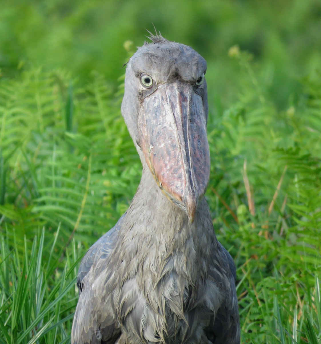 Shoebill - ML640999635
