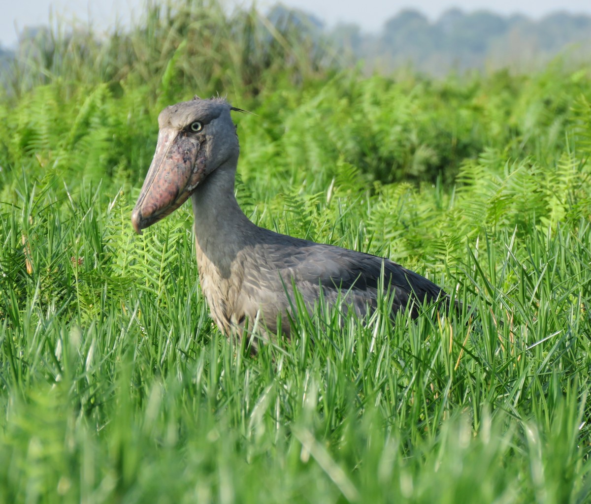 Shoebill - ML640999637