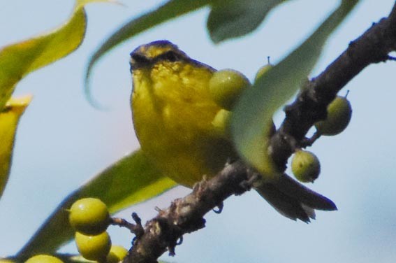 Green Iora - ML640999646