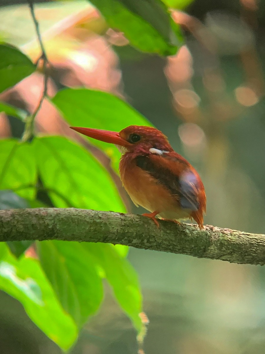 Philippine Dwarf-Kingfisher (Mindanao) - ML640999666