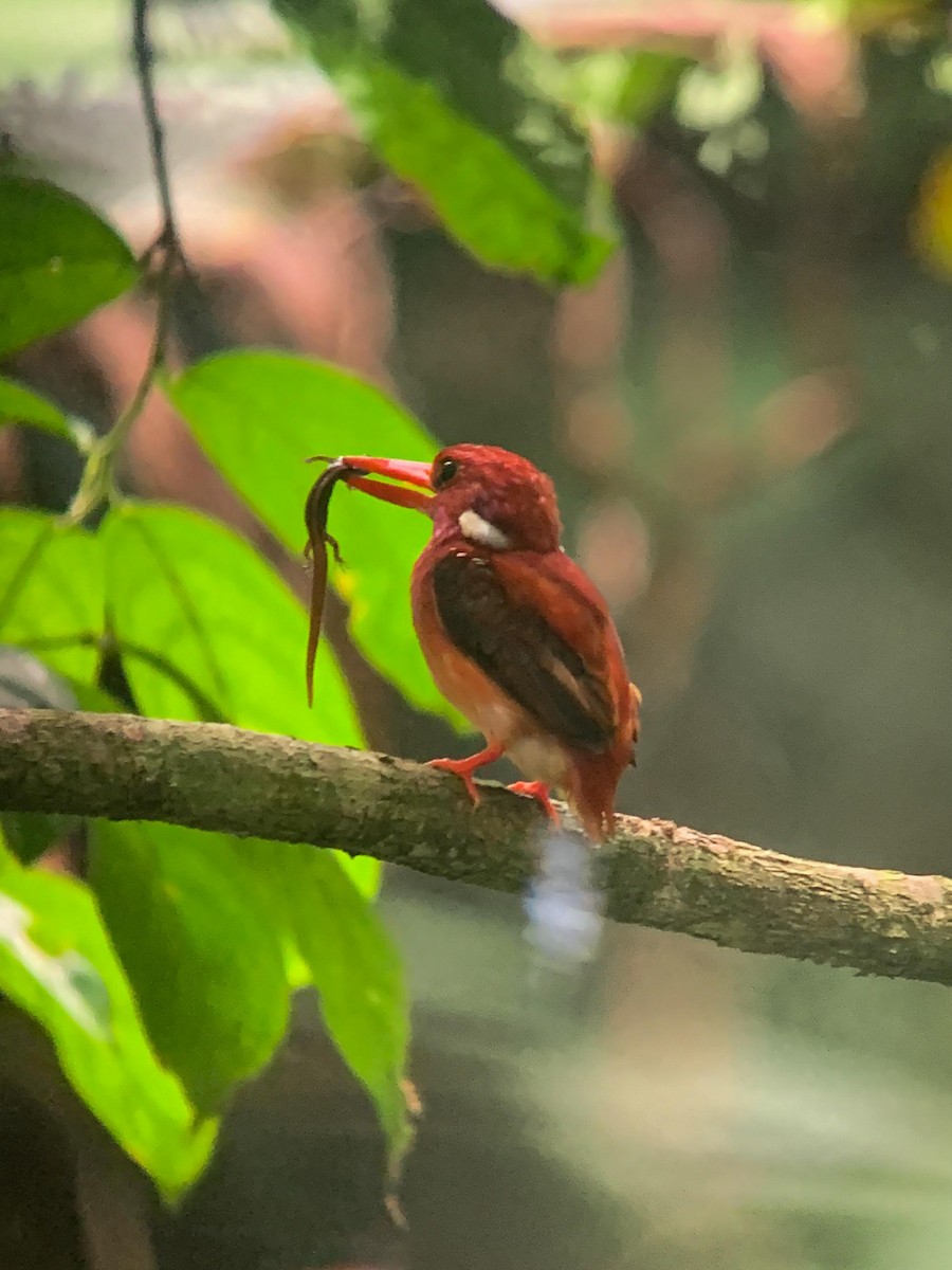 Philippine Dwarf-Kingfisher (Mindanao) - ML640999667