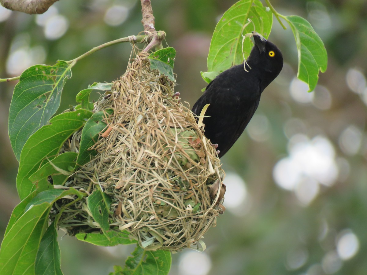 Vieillot's Black Weaver - ML640999675