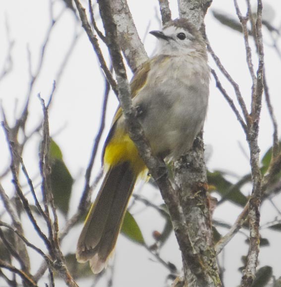 Bulbul à face pâle - ML640999677