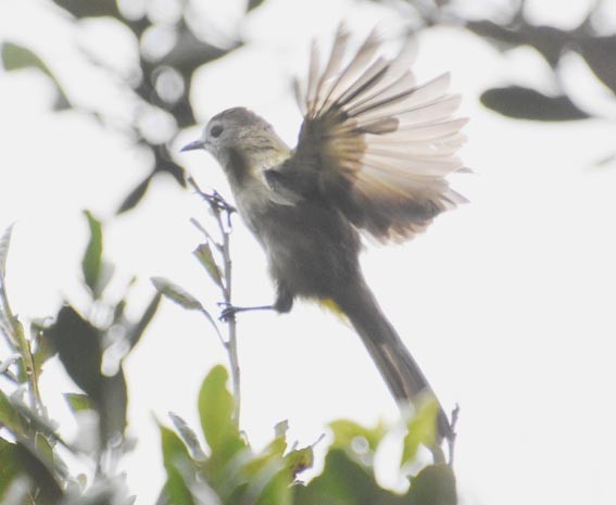 Bulbul à face pâle - ML640999684