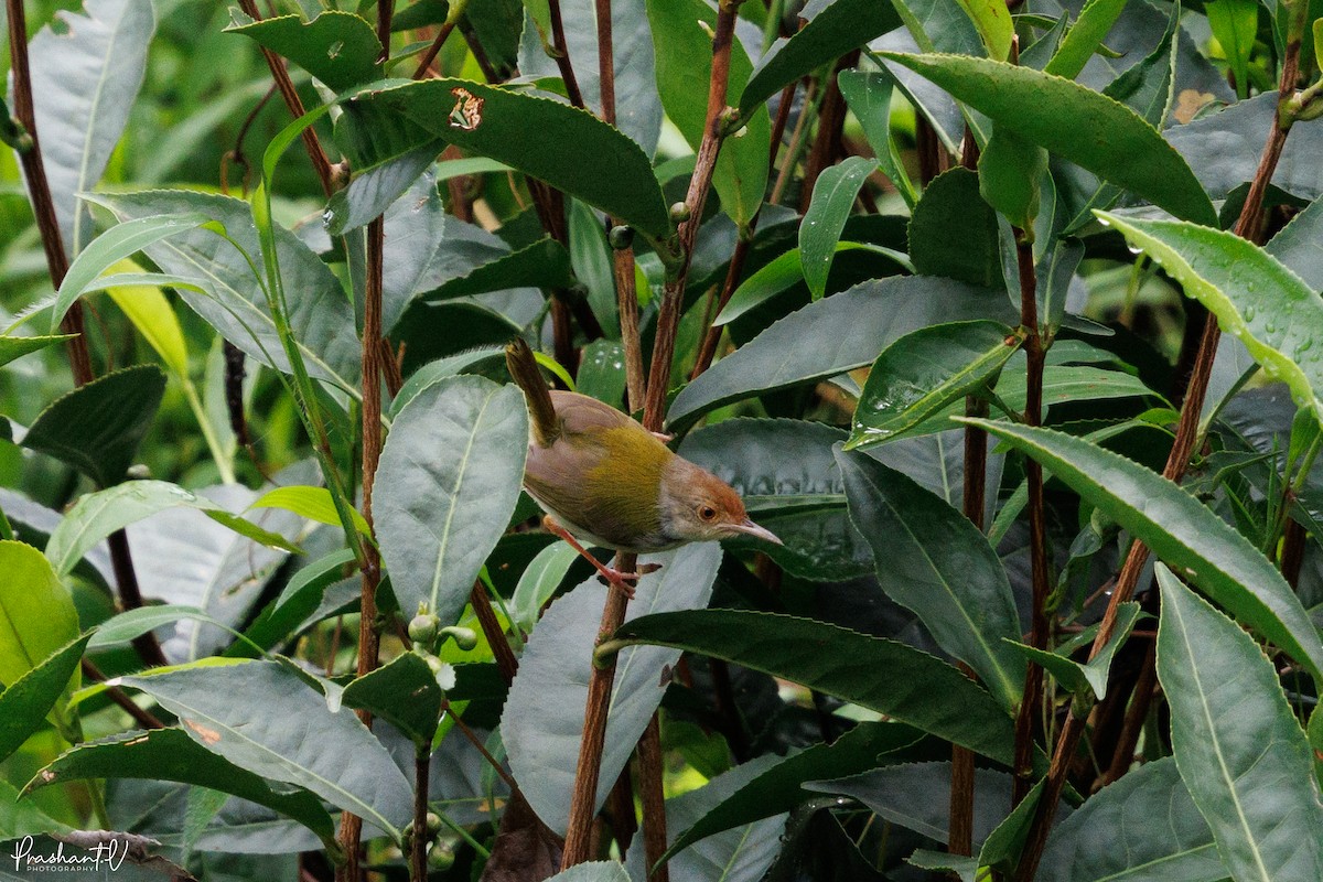 Common Tailorbird - ML640999692