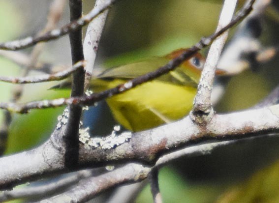 Yellow-breasted Warbler - ML640999699