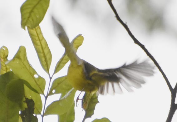 Yellow-breasted Warbler - ML640999703