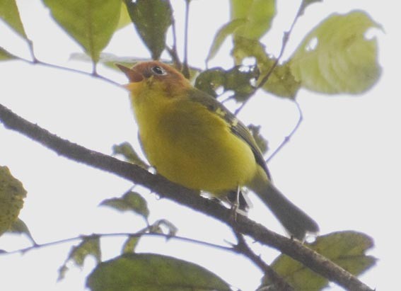 Yellow-breasted Warbler - ML640999710