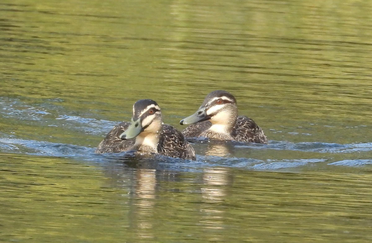 Pacific Black Duck - ML640999711
