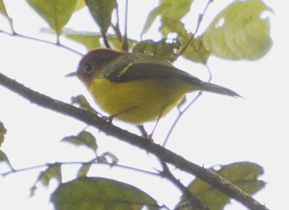 Yellow-breasted Warbler - ML640999715