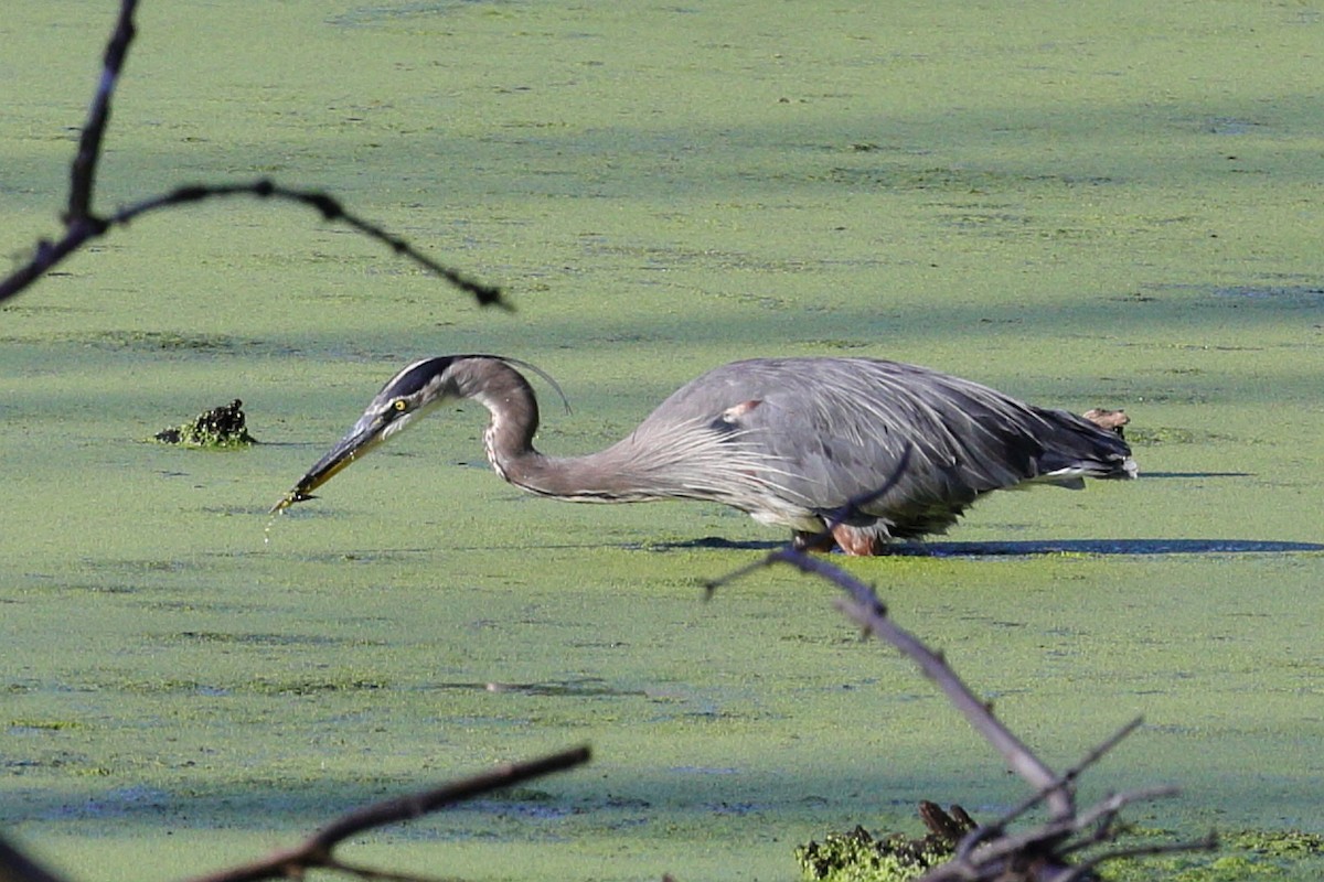 Great Blue Heron - ML640999716