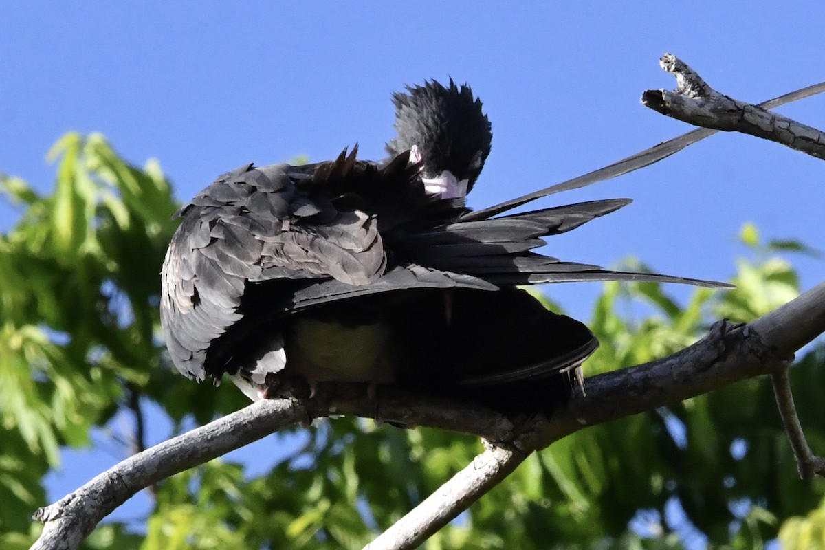 Lesser Frigatebird - ML640999744