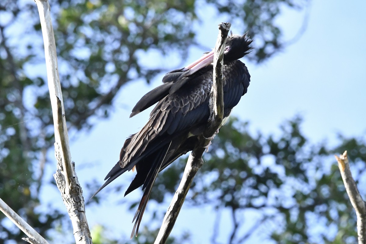 Lesser Frigatebird - ML640999745